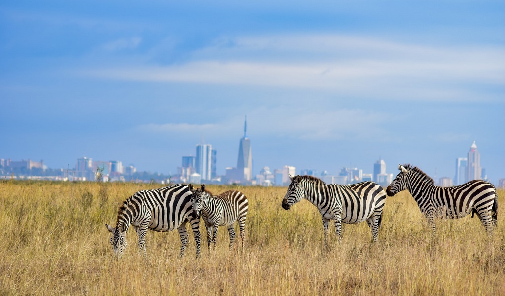 Top 10 National Parks In Kenya - 254 List